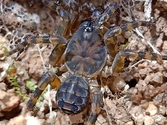 Liphistius murphyorum