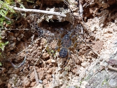 Liphistius murphyorum