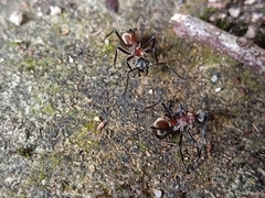Polyrhachis olybria
