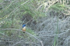Alcedo semitorquata