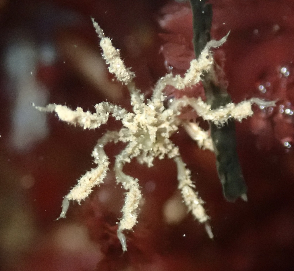 Nymphopsis spinosissimum