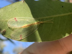 Norfolius howensis