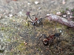 Polyrhachis olybria