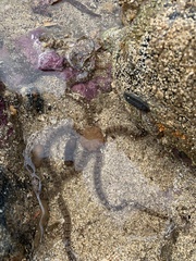 Ophiotrichidae