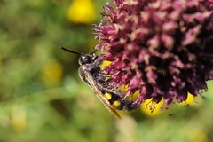 Scolia fuciformis