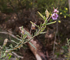 Thomasia angustifolia