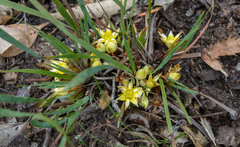 Conostylis serrulata