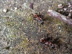 Polyrhachis olybria