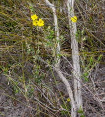 Hibbertia acerosa