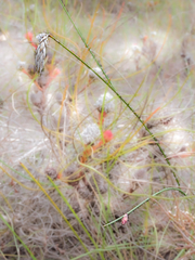 Johnsonia lupulina