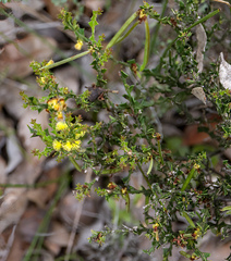 Acacia chrysocephala