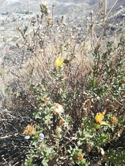 Grindelia tarapacana