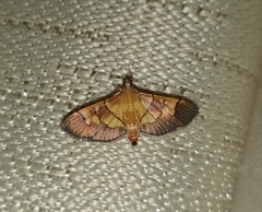 Syngamia latimarginalis