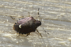 Holcostethus sphacelatus