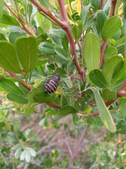 Melampsalta
