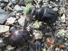 Synapsis tmolus