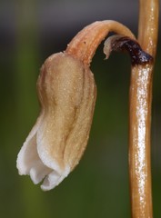Gastrodia procera