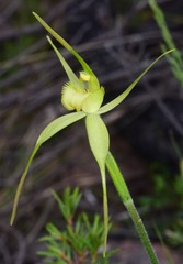 Caladenia flavovirens
