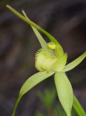 Caladenia flavovirens