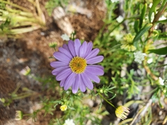 Brachyscome iberidifolia