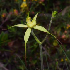 Caladenia flavovirens