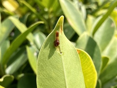 Phauda flammans
