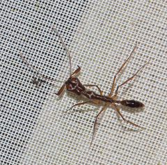 Anochetus
