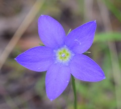 Wahlenbergia stricta stricta