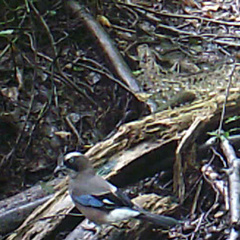 Garrulus glandarius japonicus