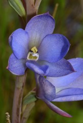 Thelymitra media