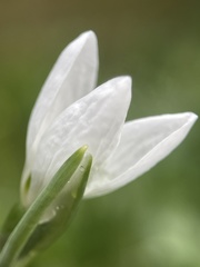 Galanthus elwesii