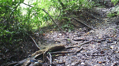 Garrulus glandarius japonicus