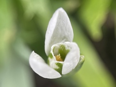 Galanthus elwesii