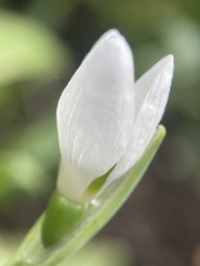Galanthus elwesii