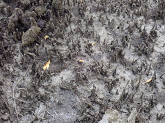 Tubuca coarctata