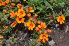 Pultenaea subspicata