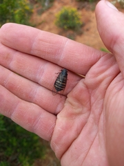 Melampsalta