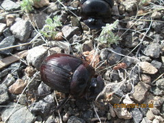 Synapsis tmolus