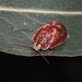 Eucalyptus Tortoise Beetle - Photo (c) Carol Page, some rights reserved (CC BY-NC), uploaded by Carol Page