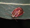 Eucalyptus Tortoise Beetle - Photo (c) Carol Page, some rights reserved (CC BY-NC), uploaded by Carol Page