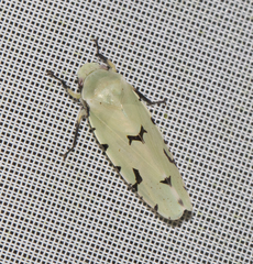 Angucephala