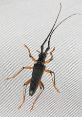 Disteniidae