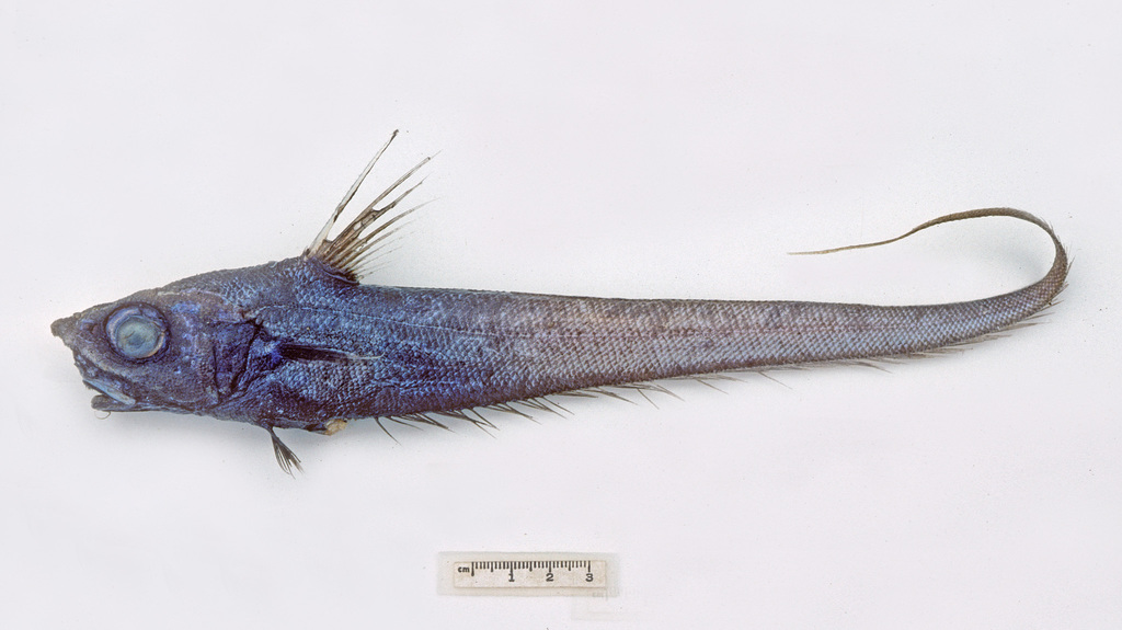 Kapala Whiptail