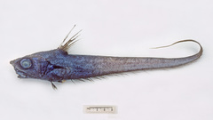 Kapala Whiptail photo 1