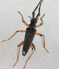 Disteniidae