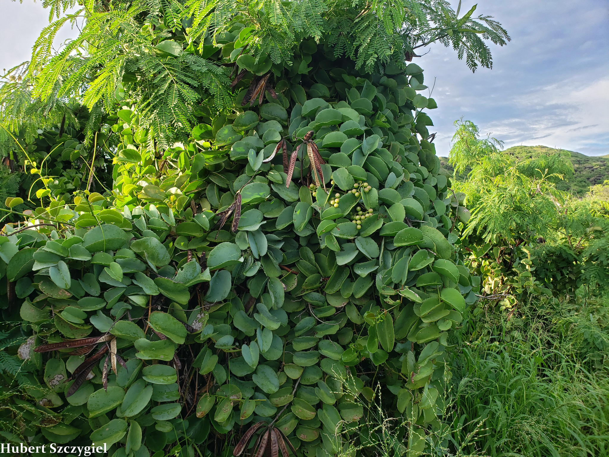 Cissus rotundifolia