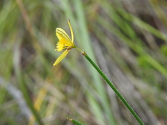 Tricoryne muricata