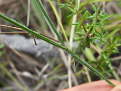 Tricoryne muricata