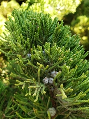 Juniperus californica