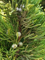 Juniperus californica